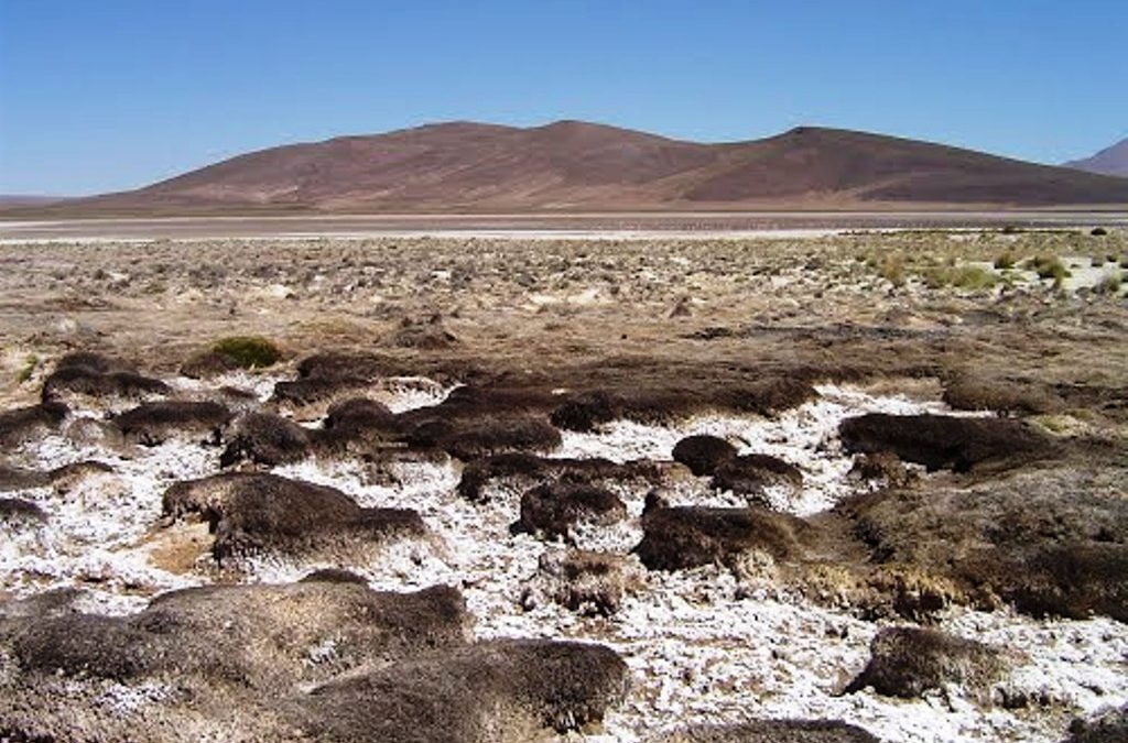 Primer Tribunal Ambiental decreta medida cautelar que impide a Minera Cerro Colorado la extracción de agua del acuífero Lagunillas