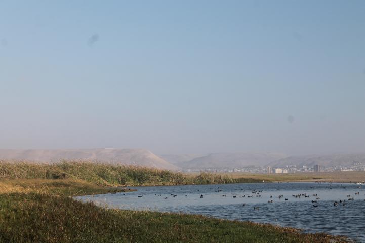 Dueños de predio agrícola interponen nueva reclamación por la superficie del humedal del Río Lluta