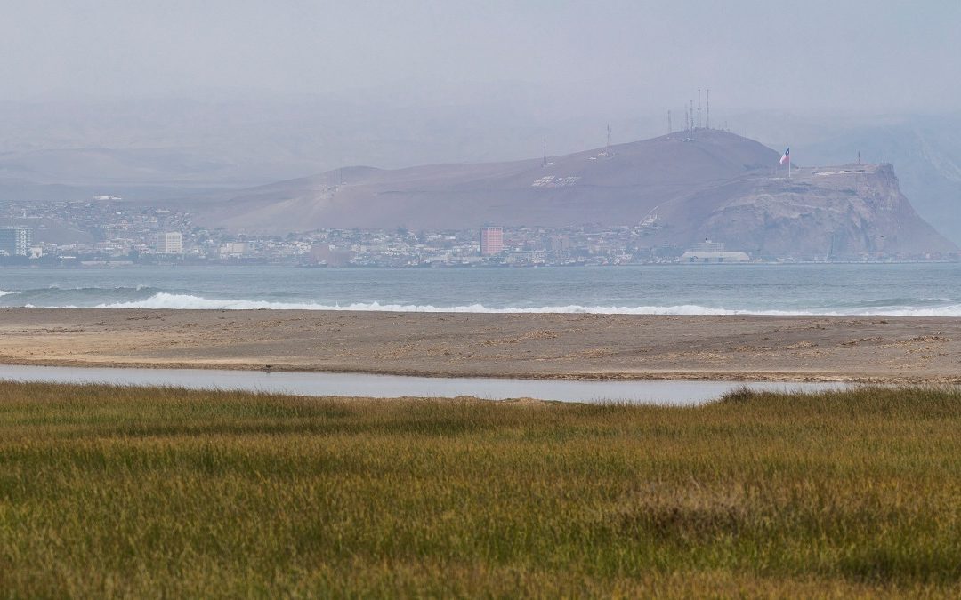 Se admiten a trámite nuevas causas por Declaración de Humedal Urbano de la Desembocadura del Río Lluta