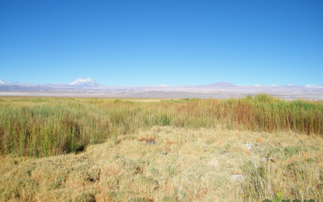 Ingresa al Primer Tribunal Ambiental nueva demanda por daño ambiental contra Minera Escondida