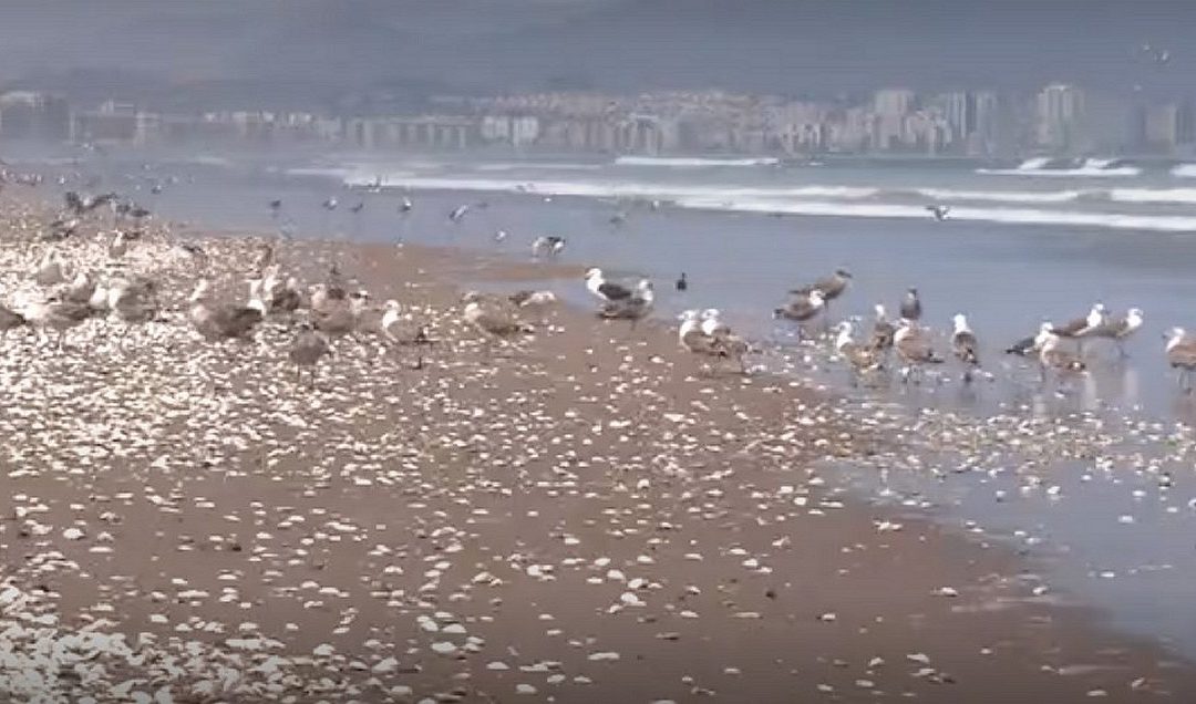 Primer Tribunal Ambiental dicta nueva medida cautelar por varazón de moluscos en playa de La Serena