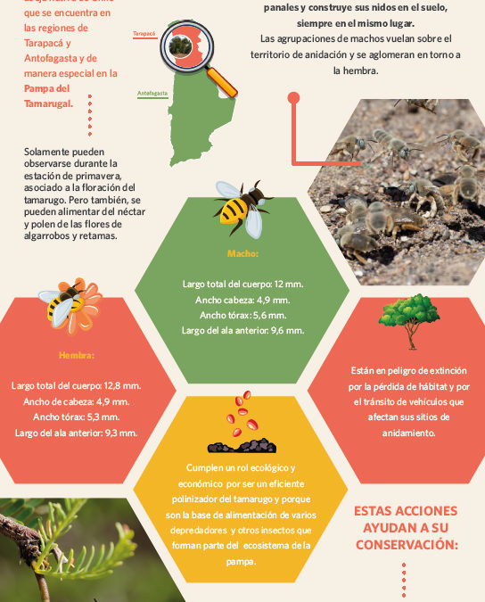 Día mundial de las abejas